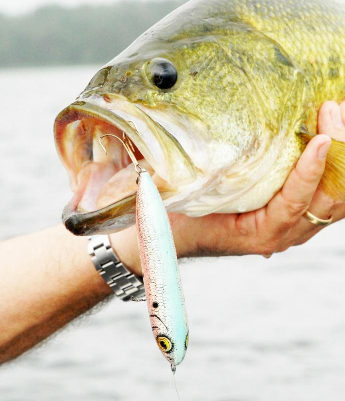 School Bass 101 A crash course for going after summertime weather heathens