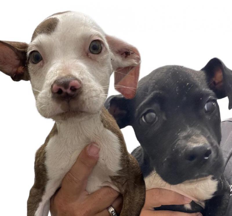 PET OF THE WEEK