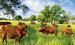 Foster Farms piques worldwide interest with regenerative grazing practices