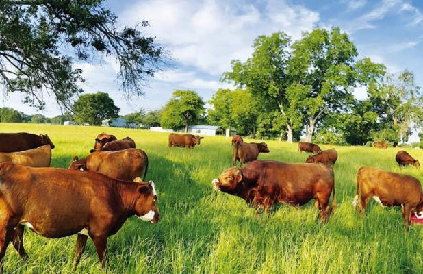 Foster Farms piques worldwide interest with regenerative grazing practices