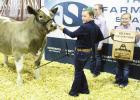 Grand Champion Steer brings in 20K More than $374,000 raised before add-ons
