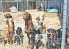 LARAS House has dogs and cats of all ages up to date on shots and ready for adoption, including about 30 puppies! Facing an overpopulation problem, the org is encouraging pet-owners to spay or neuter their animals, and will be hosting a Spay-ghetti Dinner Article Image Alt Text