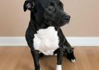Pet of the Week