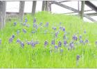 Bluebonnets blossom across Texas