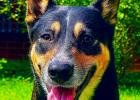 Milo is so ready to find his FURever home. Milo was found roaming near the McLelland Addition without a collar or any identifying information. He appears to be well cared for and responds to simple commands, suggesting he may have had a home. Milo will be