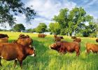 Foster Farms piques worldwide interest with regenerative grazing practices