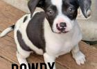 PET OF THE MONTH