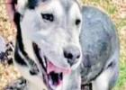 Pet of the Week: Traveler