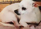 Laras House Pet of the Week