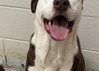 PET OF THE WEEK