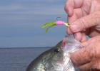 A small jig fished on light line is a good choice when targeting crappie that are suspended around brush piles, old timber or bridges. When all else fails, switch to a minnow. Fall Crappie Connection