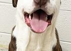 PET OF THE WEEK ASHER