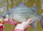 On the Move White bass spawning run not hitting on all cylinders yet, but it won’t be long