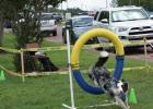 A trained border collie shows his agility as he follows commands at a demonstration in downtown Groesbeck, a block behind the courthouse on Saturday, May 29. Not shown is its trainer, Heatherly Smith, of Groesbeck. The activity was part of the city’s 15 Groesbeck Heritage Festival was a great event overall
