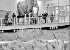 Retired Limestone educator conducts tours at national mammoth site