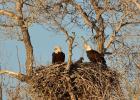America’s First Bird
