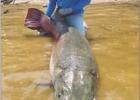 Gargantuan Catch