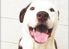 PET OF THE WEEK Asher