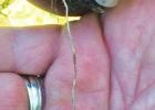 ABOVE: Kosse roots run deepthis porcelain button that could date back as far as the 1920s was found threaded through a root in the test unit created by Kosse Heritage Society during their dig on Saturday, July 11. Digging into Decades Past