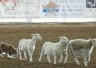 The First Annual Limestone County Sheepdog Trials at the county fairgrounds, June 2025. Photo by Racheal Clark/Groesbeck Journal The First Annual Limestone County Sheepdog Trials at the county fairgrounds, June 2025. Photo by Racheal Clark/Groesbeck Journal