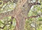 Limestone County post oak named one of the largest in Texas