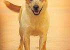Pet of the Week