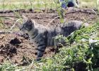 NRG Dewey Prairie Garden continues to provide help in Tri-County food desert
