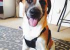 LARAS HOUSE PET OF THE WEEK