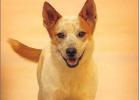 Pet of the Week