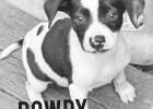 PET OF THE MONTH