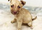 PET OF THE WEEK