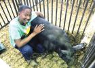 Love enjoys showing his first year