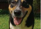 Pet of the Week