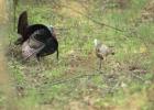 Tips for Turkey