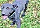 Pet of the Week: Alexa