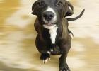PET OF THE WEEK Midnight