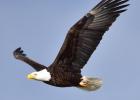 America’s First Bird