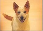 Pet of the Week