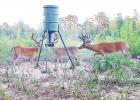 WHITETAIL OUTLOOK