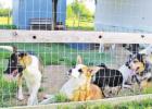 Dogs lounge around behind Debra Wells’ house in Thornton. The rescue operation is a no-kill operation giving the dogs a longer chance at adoption. Family Living The Ruff Life