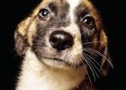 Pet of the Week