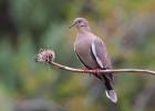 White-winged doves are the second most abundant with an estimated population of about 10 million. Once isolated to the Rio Grande Valley, white wings are largely urban dwellers that have expanded their range all across the state. TPWD Photo Counting Doves TPWD wraps up annual dove call count surveys statewide