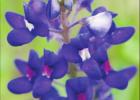Bluebonnets blossom across Texas