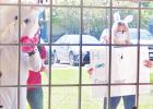 BELOW: The Easter bunny spread cheer to residents of retirement communities in Groesbeck in Mexia Wednesday, April 8. According to organizers, the spring hare was well received by those visited.