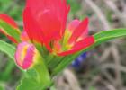 Bluebonnets blossom across Texas