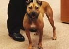 Groesbeck Police Officer Brad Martin introduced his new partner, K-9 Java to the council. “Java here is a rescue out of Canada. She was picked up by the national K-9 center in Florida, out of a potential fighting ring, and she is four years old,” Mart Council approves potential assistance to GISD; Plans to renew energy contract with TXU