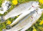 Most of the stocker trout are 8-12 inches. Anglers are allowed five fish per day at most stocking locations. (Photo by Matt Williams) The ‘Bows are Coming - Popular trout stocking program lands tasty rainbows in local fishing holes