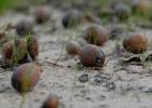 A bumper acorn that fell across parts of Texas this year, combined with a fall green up, stifled deer movements and slowed activity around food plots and feeders throughout much of November and December. The general season for white-tailed deer closes Jan Bonus Seasons-Youth and other late seasons offer hunters good shots to spend leftover tags