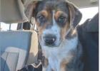 Pet of the Week