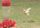 Possible Albino Hummingbird Spotted